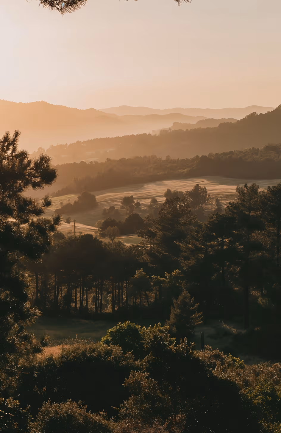 Sunlit rolling hills and forested landscape with mist and layers of distant mountains at sunrise.